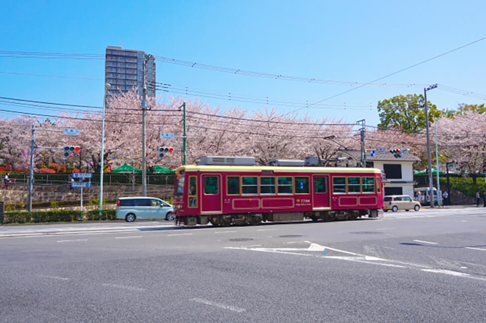 飛鳥山公園の前を走る路面電車と桜