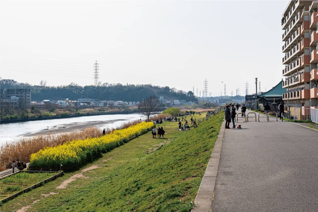 鶴見川のほとりに咲いている菜の花を眺めている人々