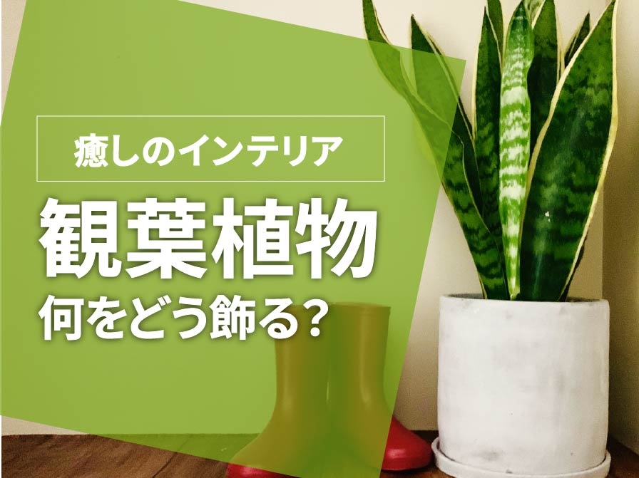 観葉植物で作る～癒しのインテリア術「何を選び、どう飾る？」