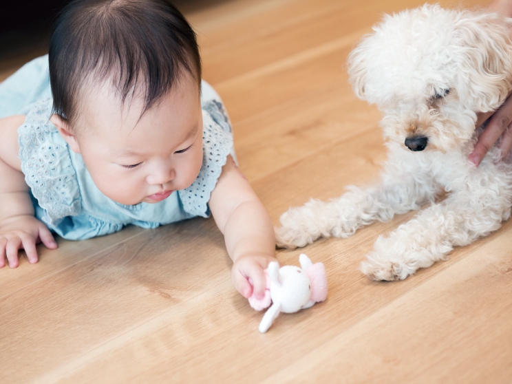 番犬半蔵が、守りたいもの